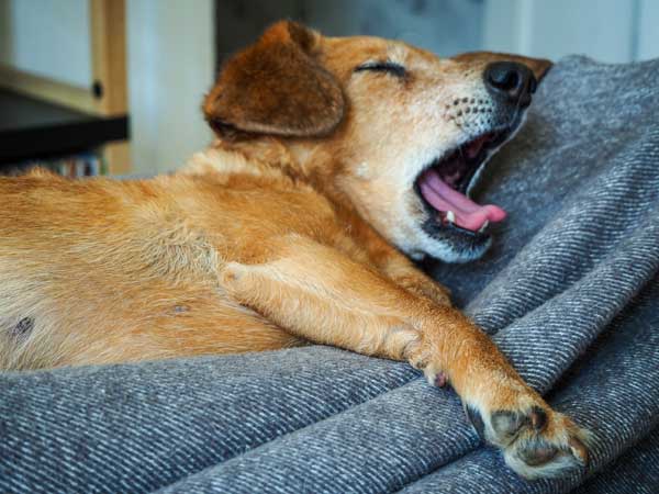 Hund mit Anämie